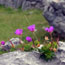 Burren