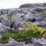 Burren
