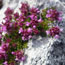 Burren