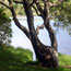 Connemara