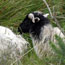 Connemara