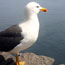 Skellig