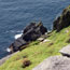 Skellig